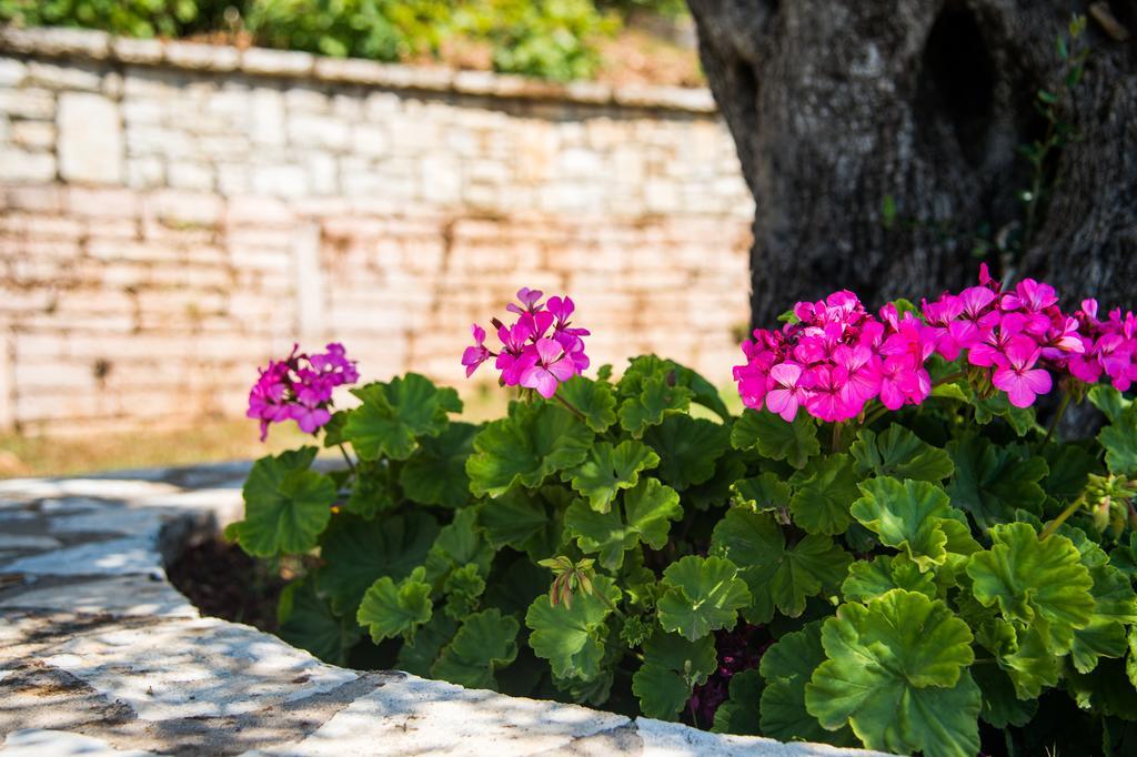 Krouzeri Beach Apartments Nisaki (Corfu) Quarto foto