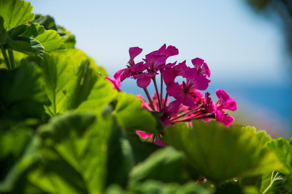 Krouzeri Beach Apartments Nisaki (Corfu) Quarto foto